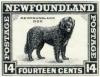14c Newfoundland dog